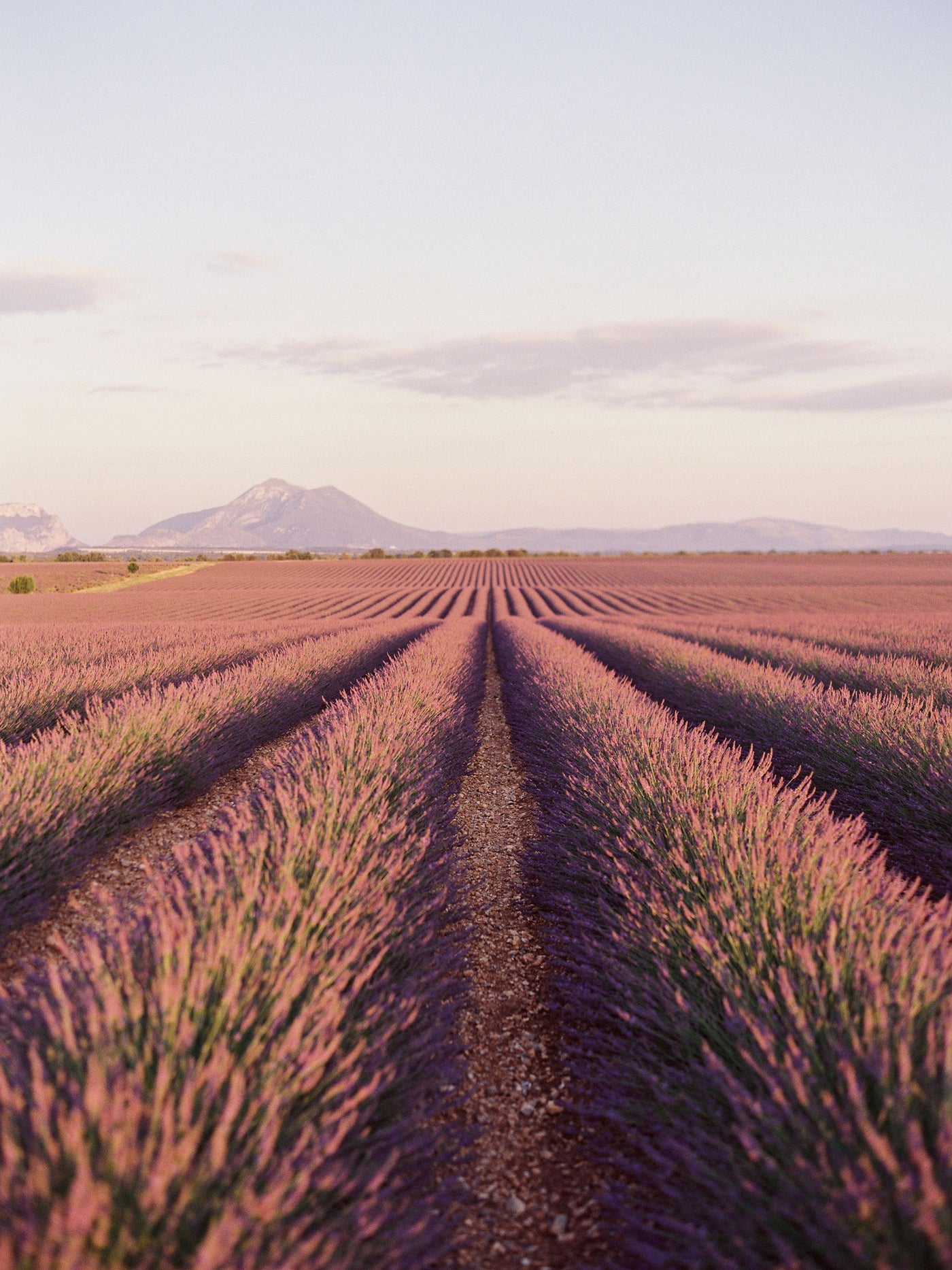 Rolling Lavender